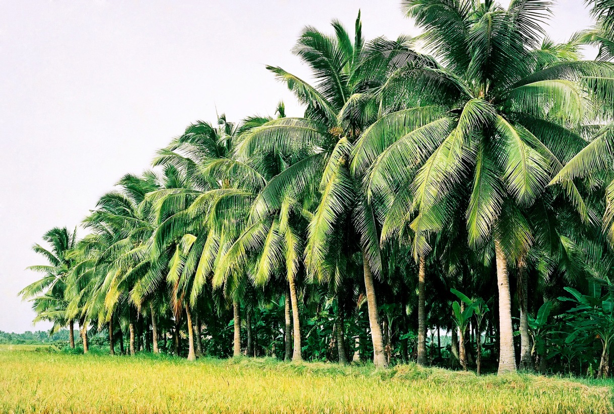 Dừa thường được trồng thành những vườn lớn