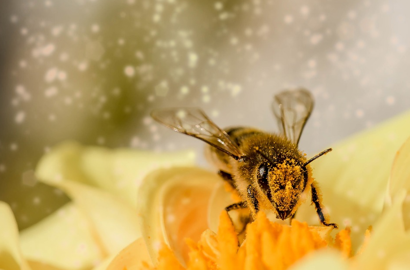 Cách chọn mật ong
