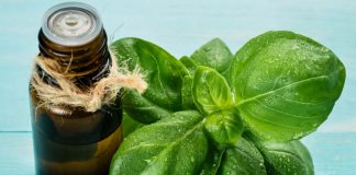 tinh dầu húng quế basil oil là gì